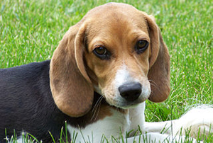 Puppy beagle