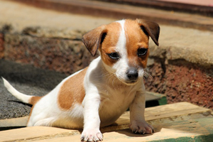 Puppy jack russell